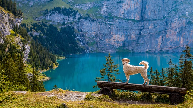 single mit hund urlaub